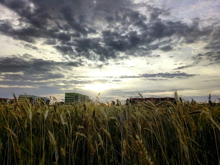 field