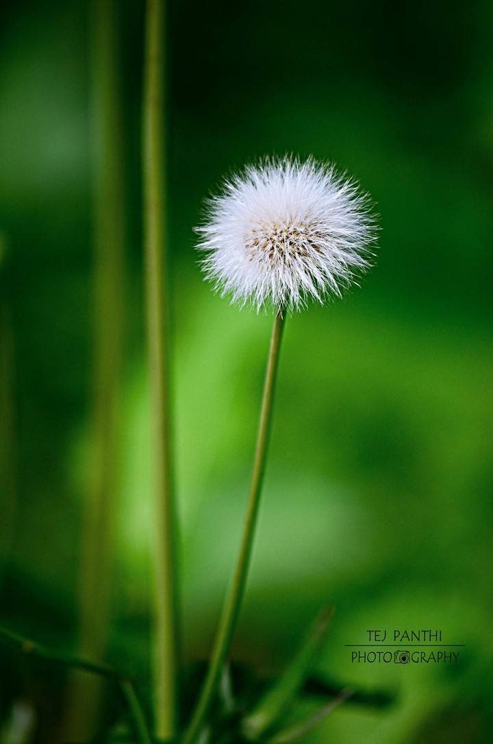 Dandelion