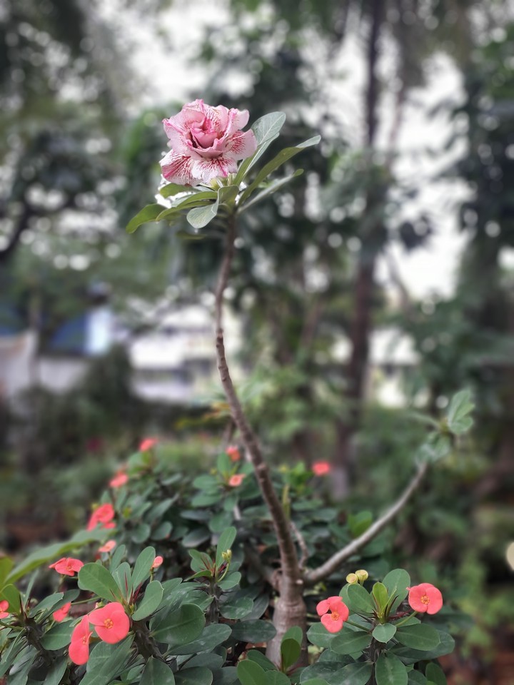 flora