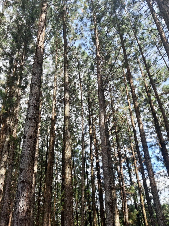 fine trees. chiill