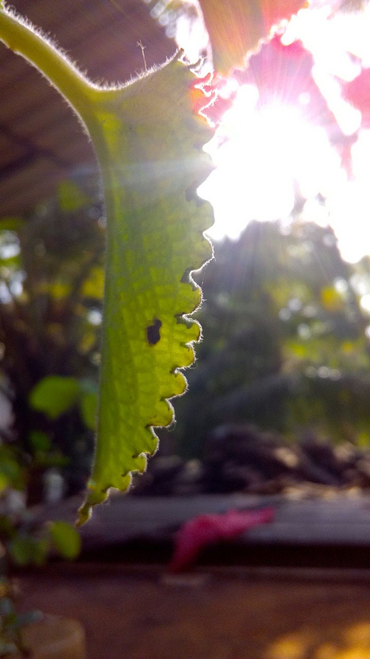 leaf