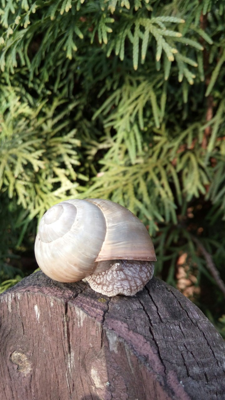 snail