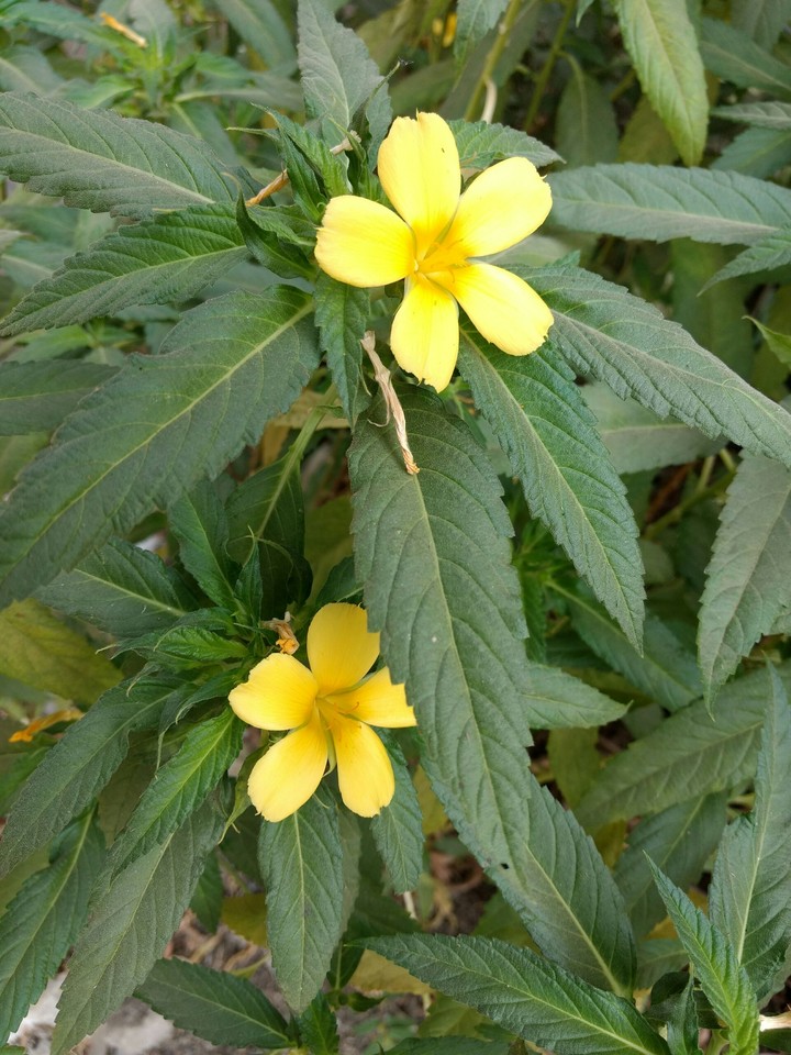 flowers