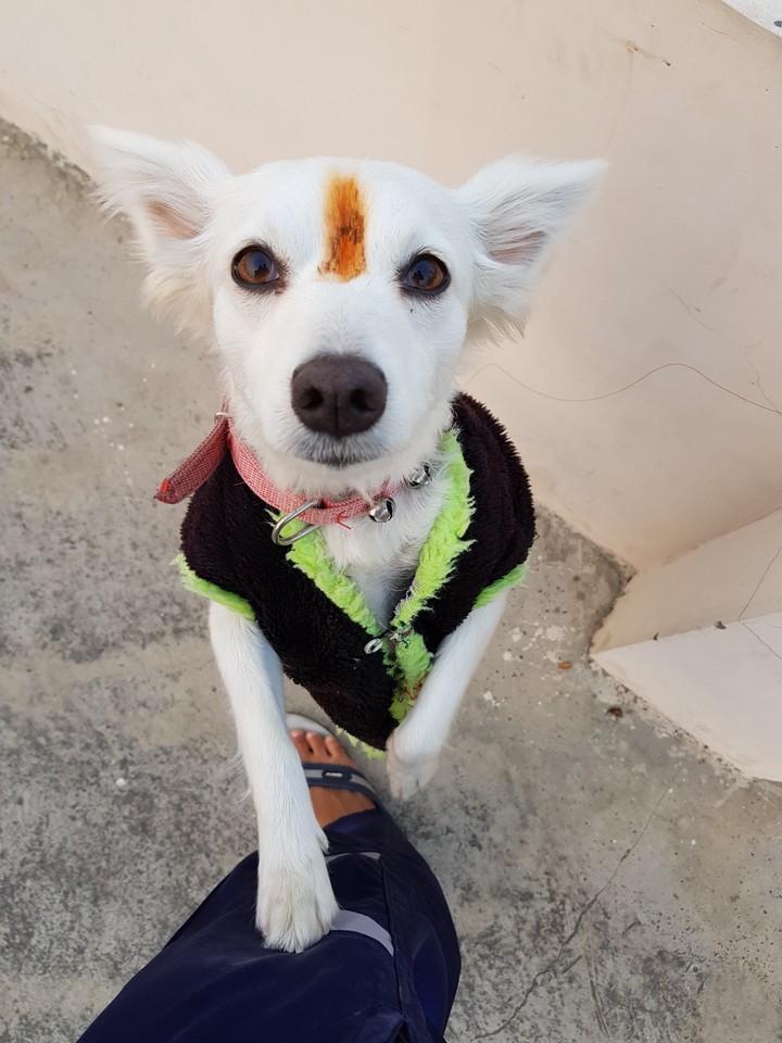 cute doggy
