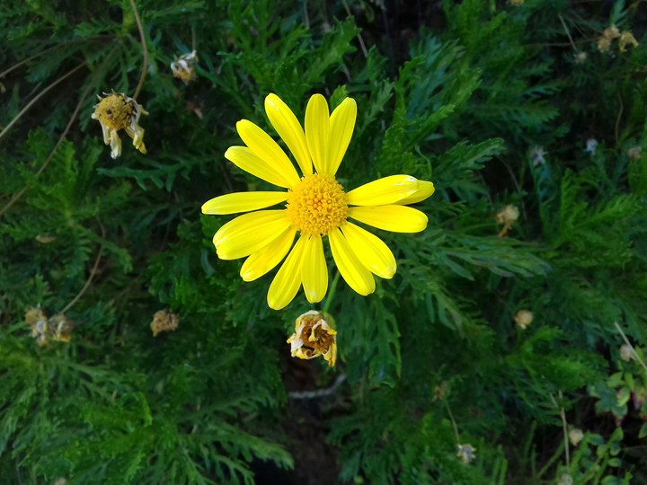 Yellow Flower