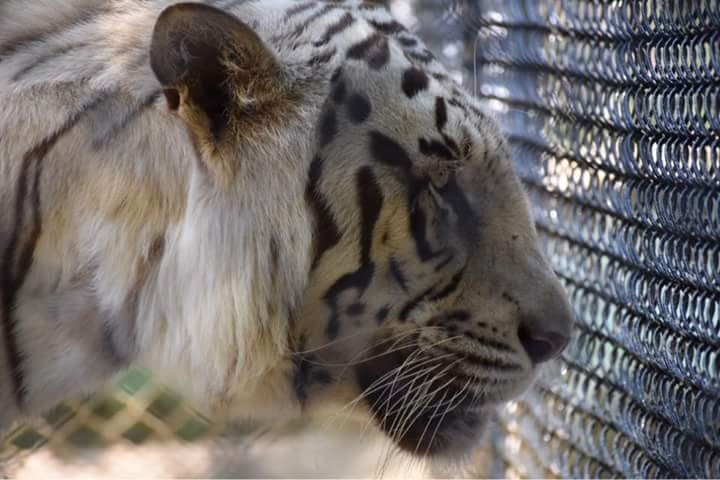 White Tiger