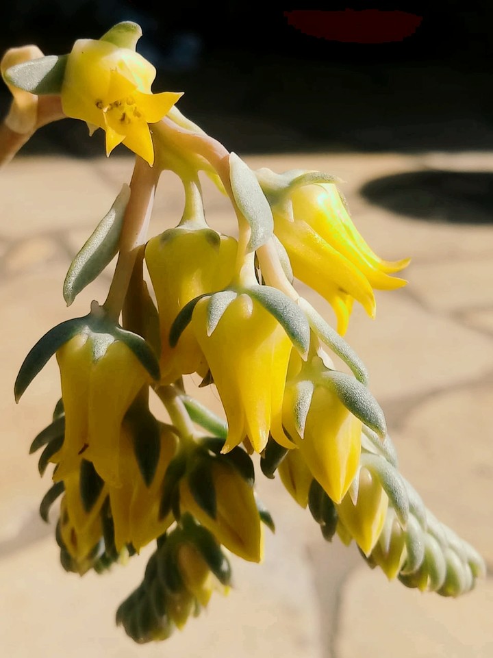 Flores & Amarelo