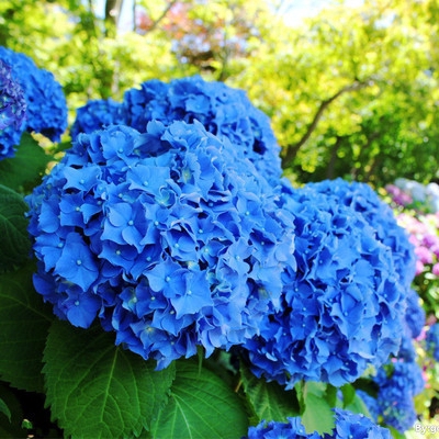 nice blue