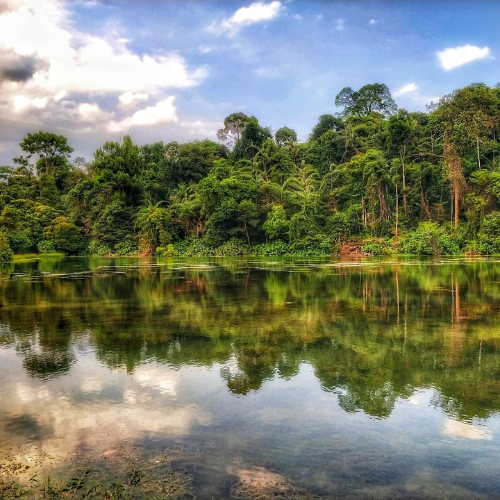 Macritchie reservoir Singapore