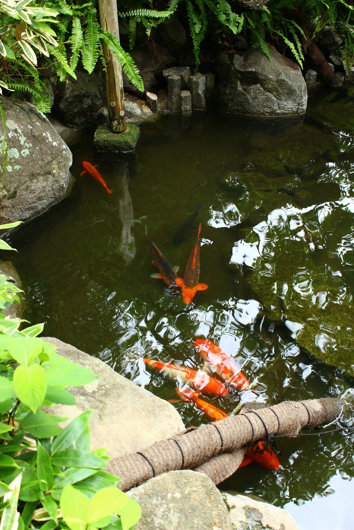 Koi