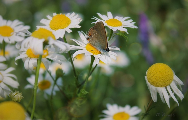 O.V.❀ Meadow