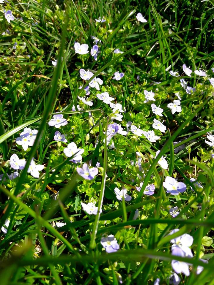spring