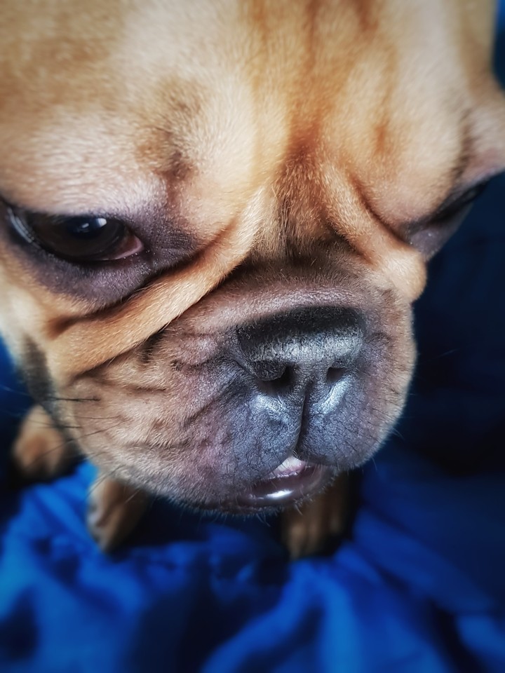 my sweety dog