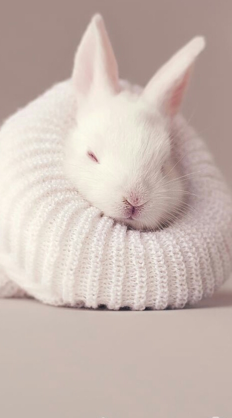 hamsTeR