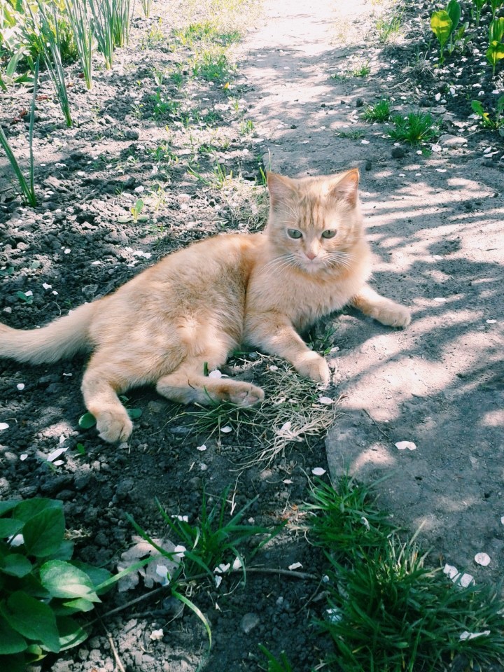 кот