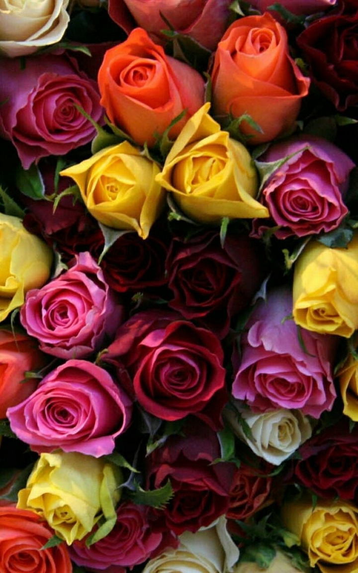 Roses