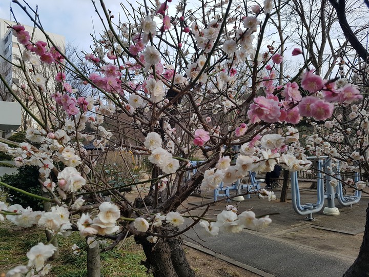매화