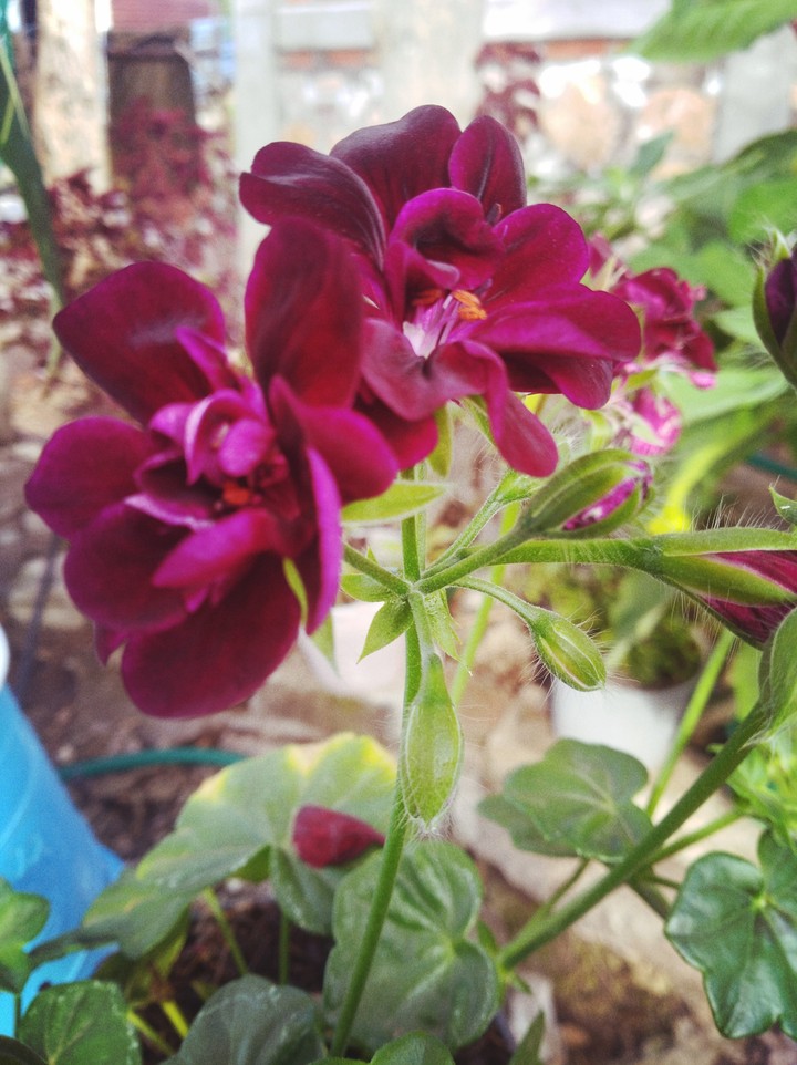 flor violeta