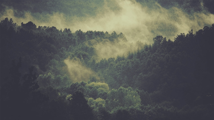 forest