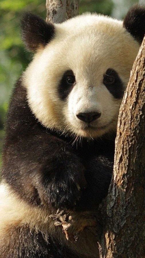 panda