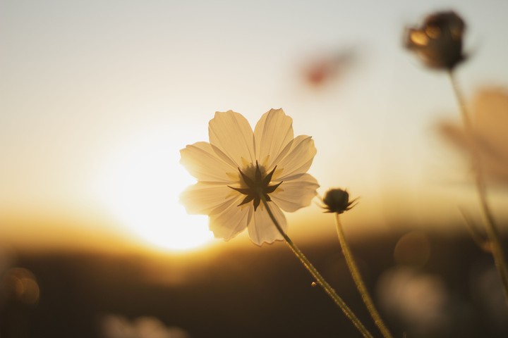 Sun And Flower
