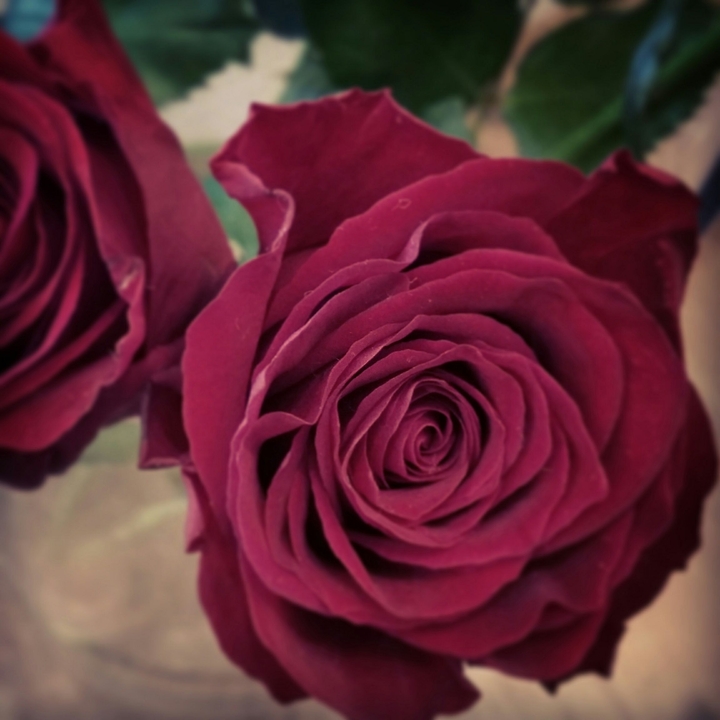 rose