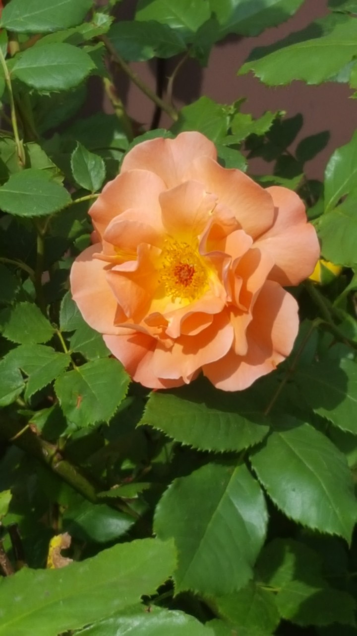Westerland rose