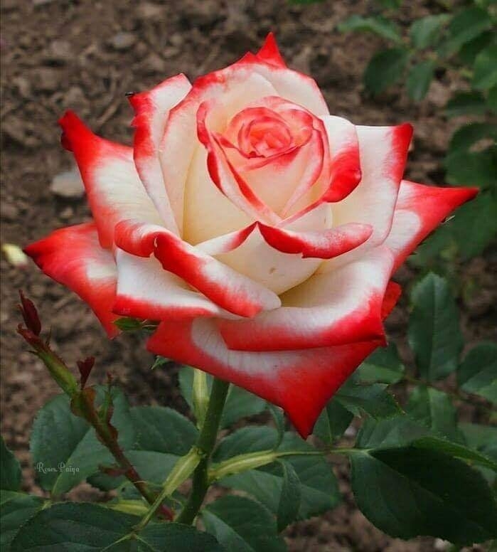 lovely ????