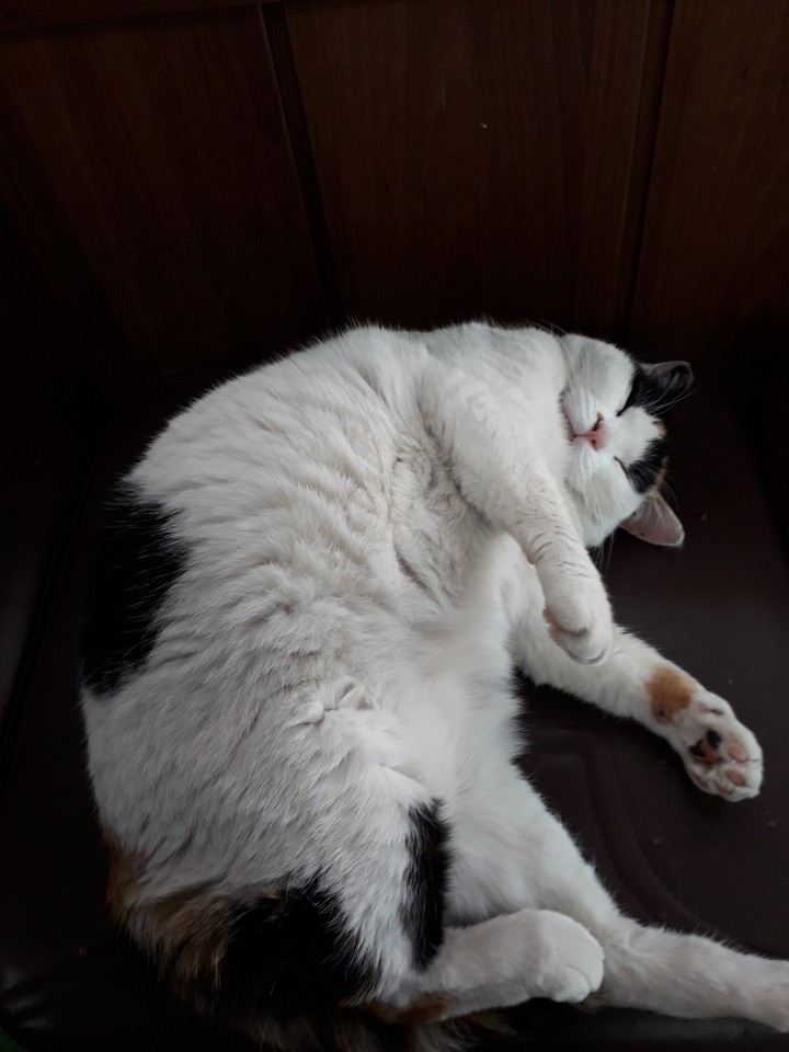 cat