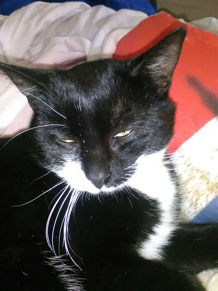 mon chat Gribouille