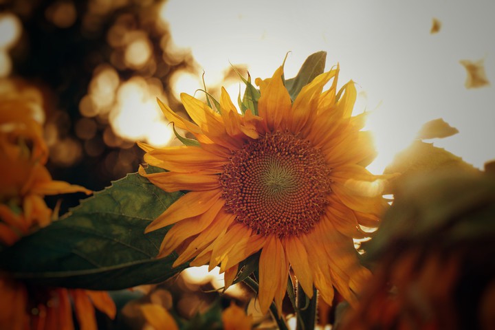 Sunflowers