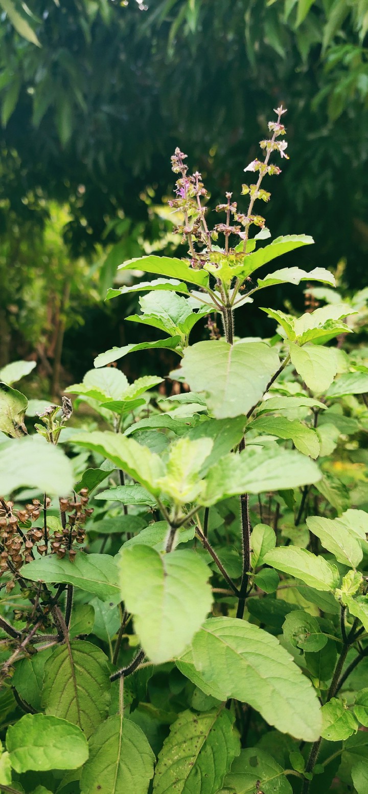 HOLY BASIL PLANT