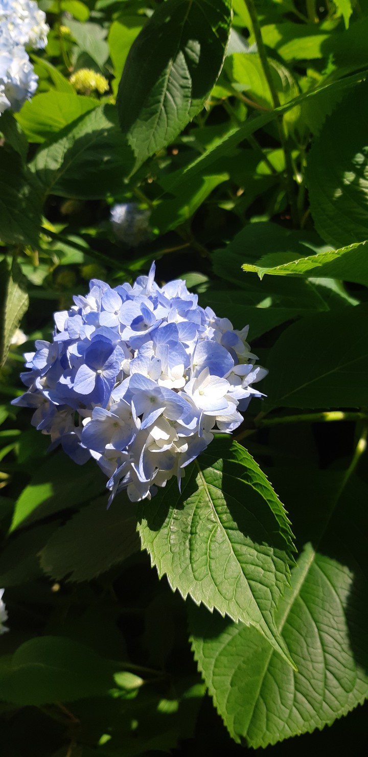 blue