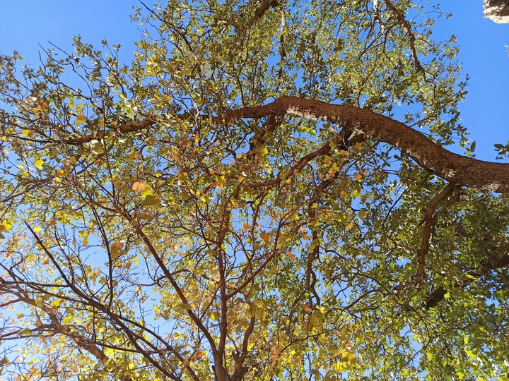 fall