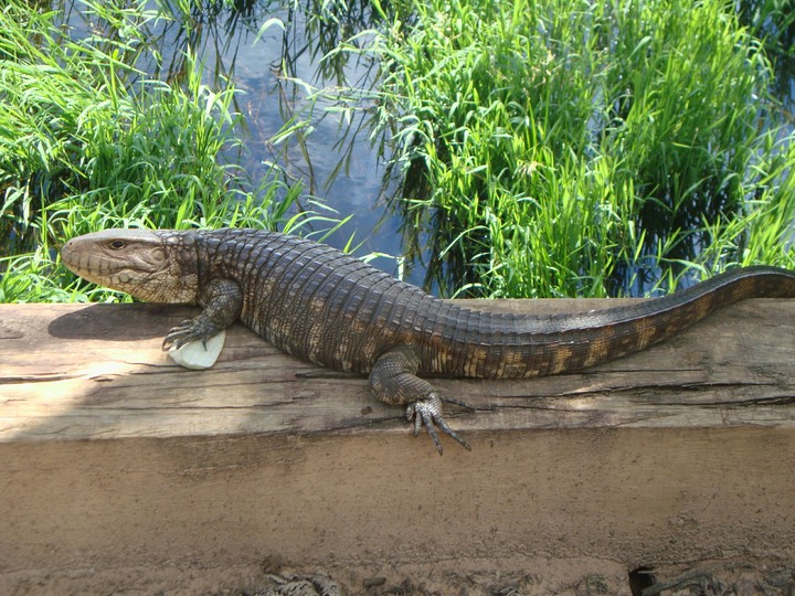 pantanal