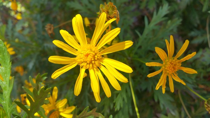 outdoor flowers
