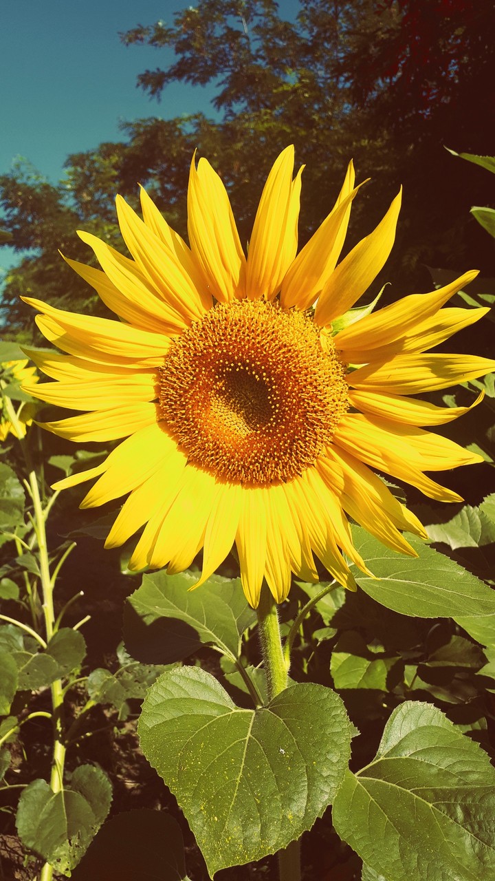 sunflower