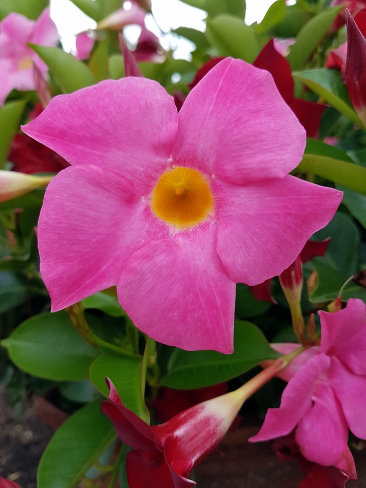 Pink!