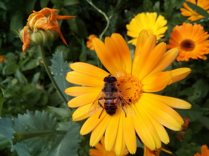 Insects