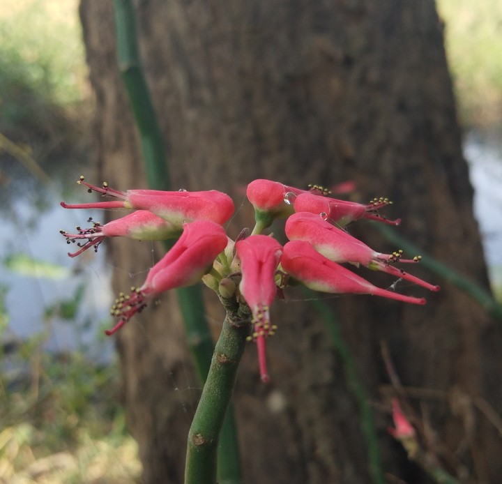 Parrot flowers