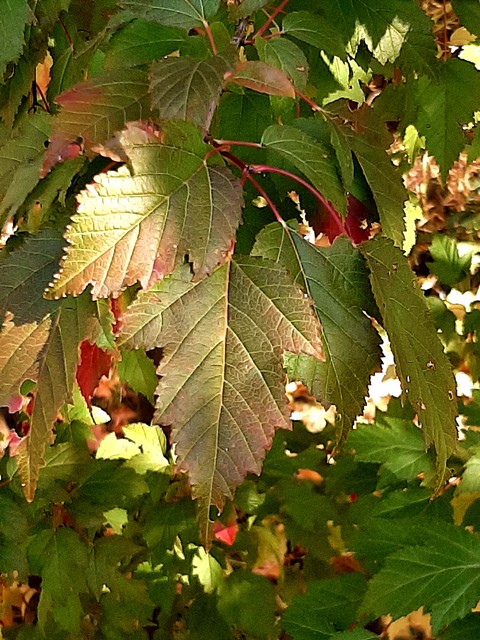 Leaf, Woody_plant, Plant_stem
