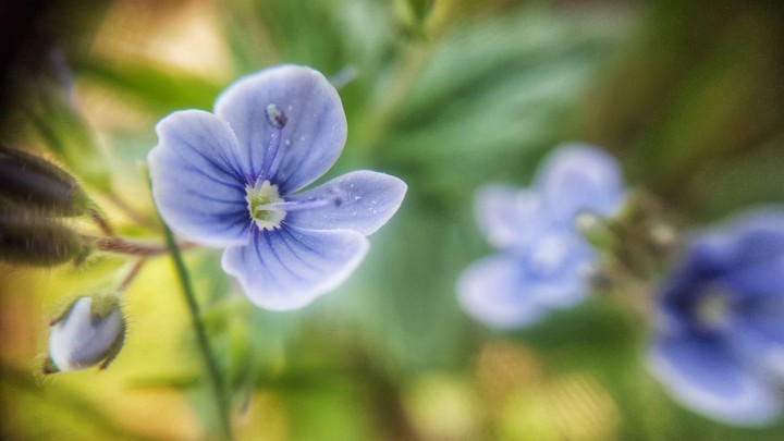 Macro flower