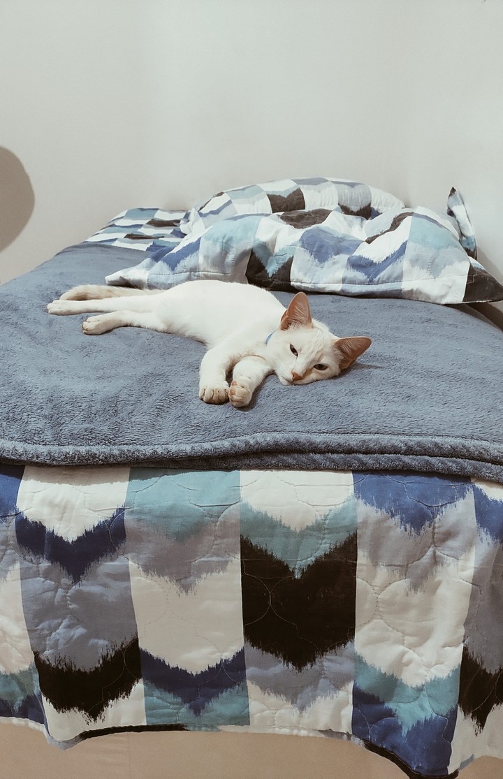Mr. Cat