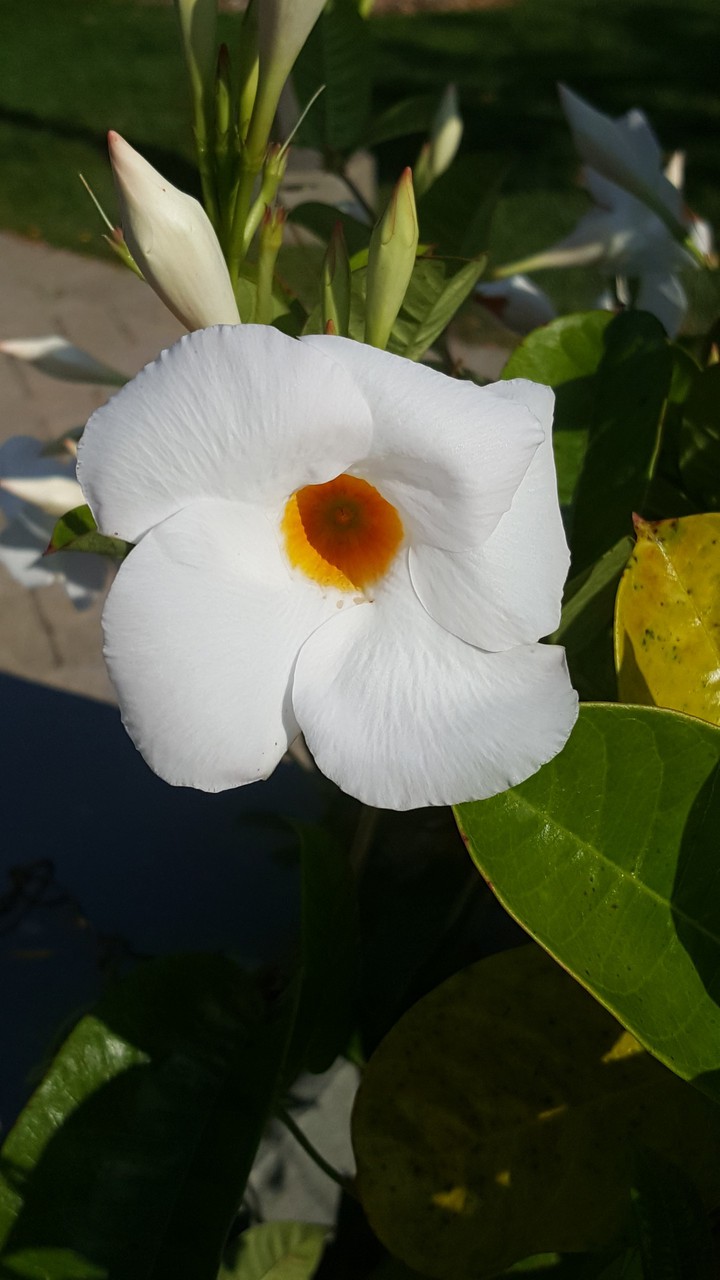 Simply Flower