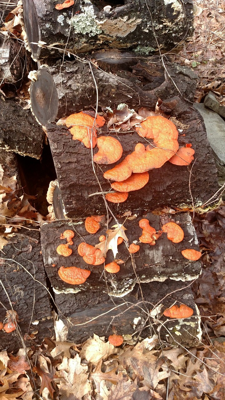 wild mushrooms