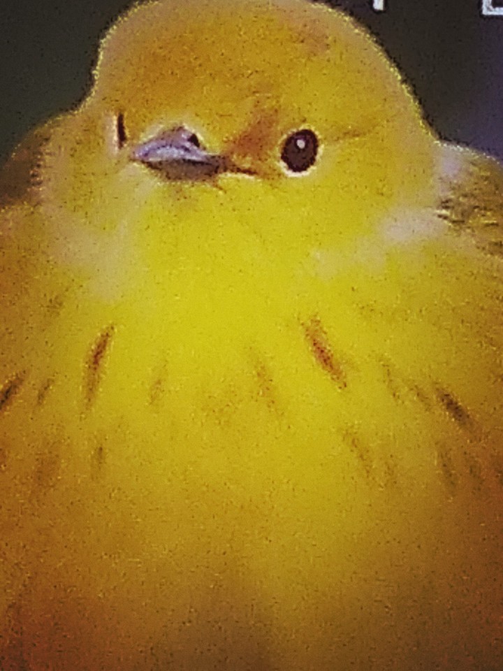 Yellow Bird