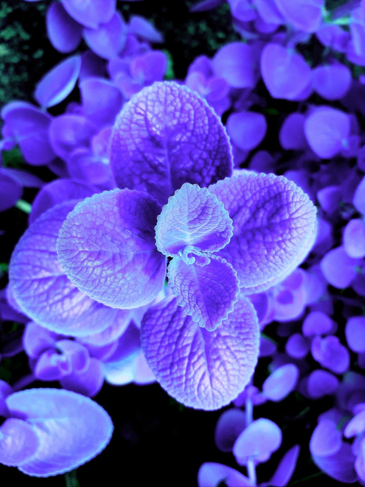 purple leaf
