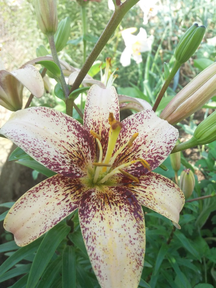 Lily