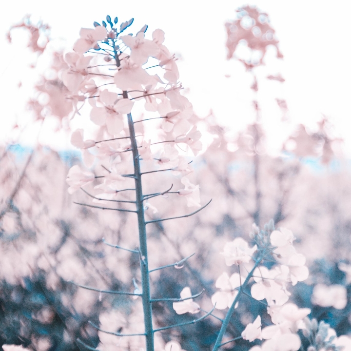 lente
