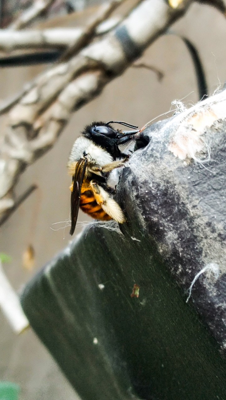 Abeja